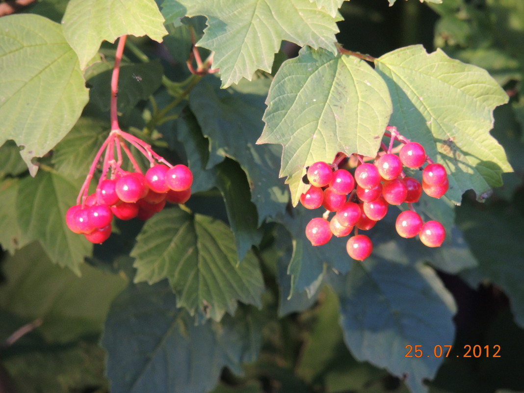 красная - sahski14 