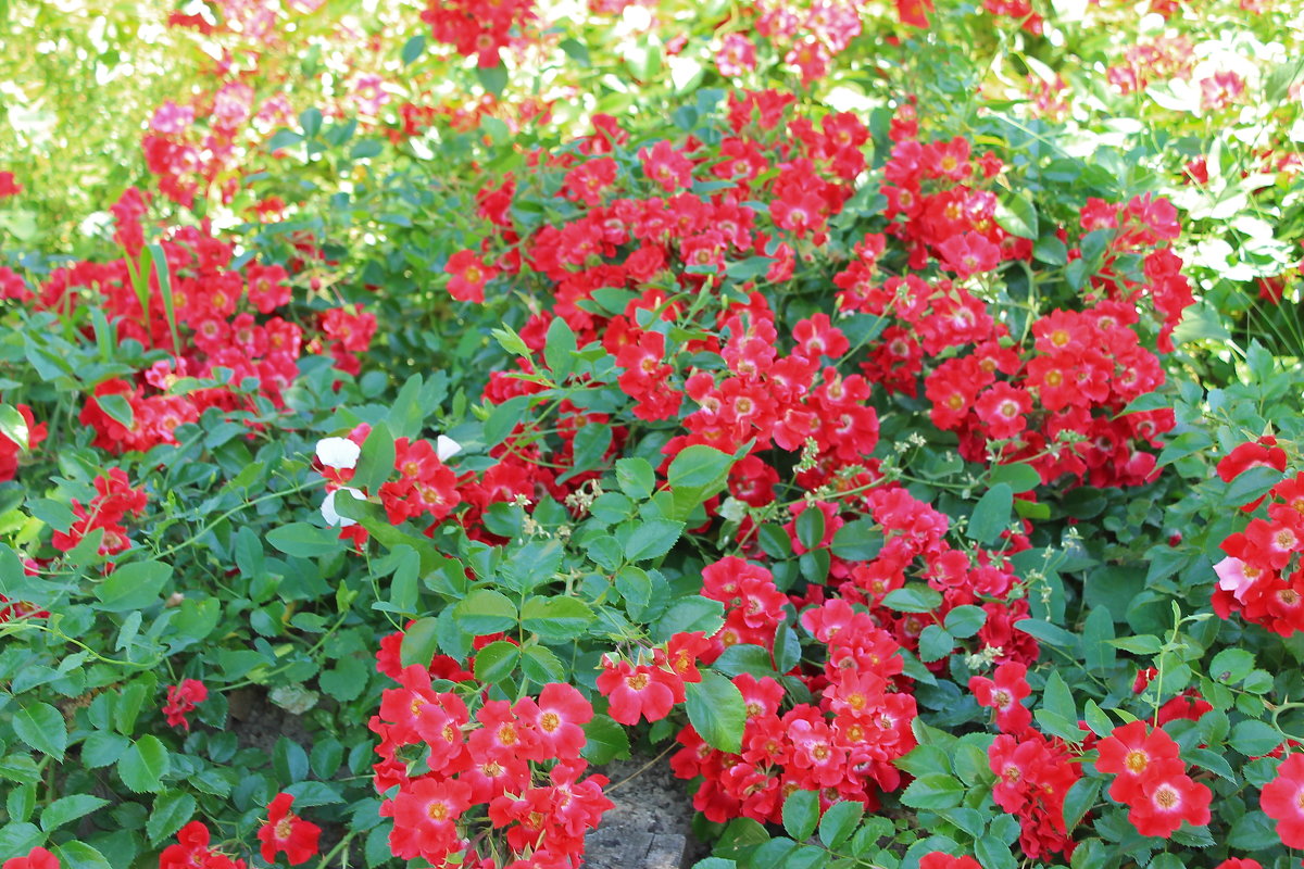 Киев,Розарий - tina kulikowa