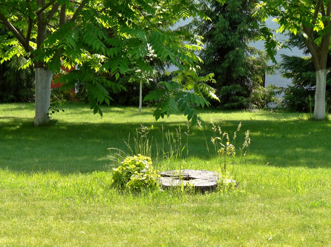 было дерево... - Валентина. .