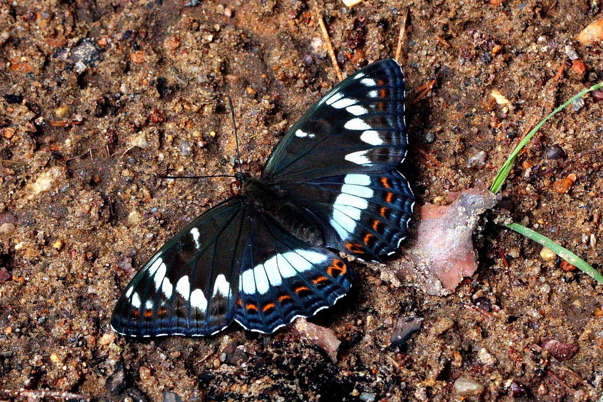 Ленточник тополёвый (Limenitis populi (Linnaeus, 1758)) - Павел Морозов