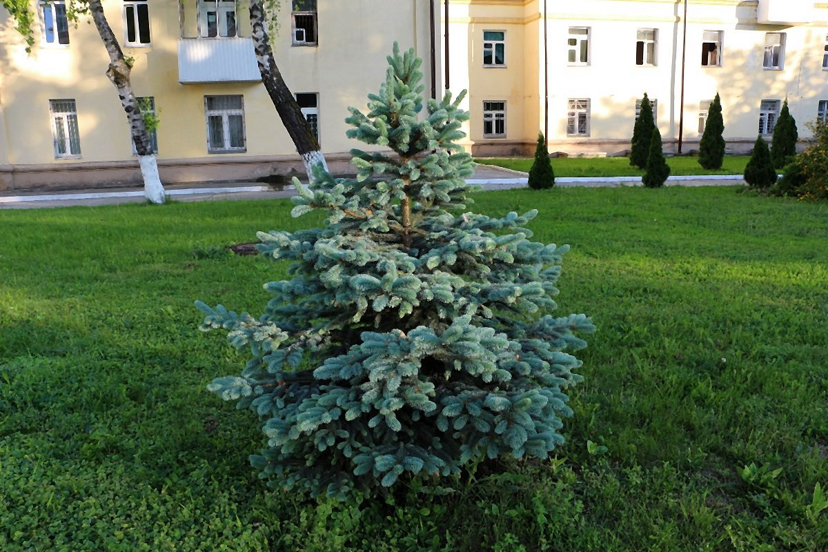 Ель голубая молодая - Надежд@ Шавенкова