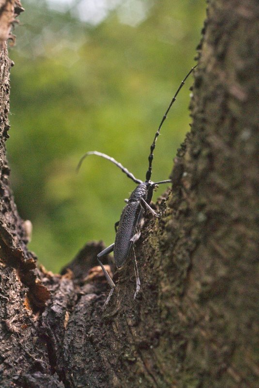 *** - Бармалей ин юэй 