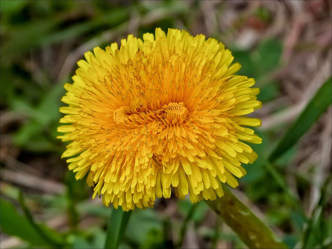 Две макушки - Валентина * Две макушки - Валентина *