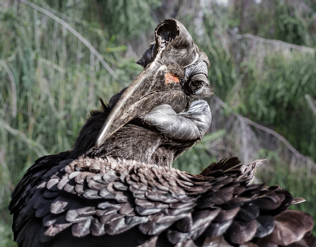 Рогатый ворон - Nn semonov_nn