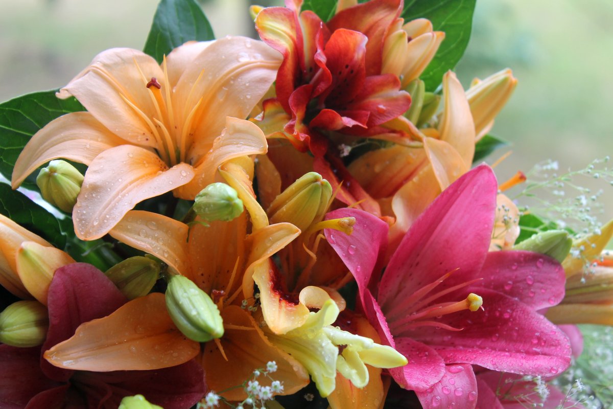 Лилии - Горкун Ольга Николаевна Лилии - Горкун Ольга Николаевна