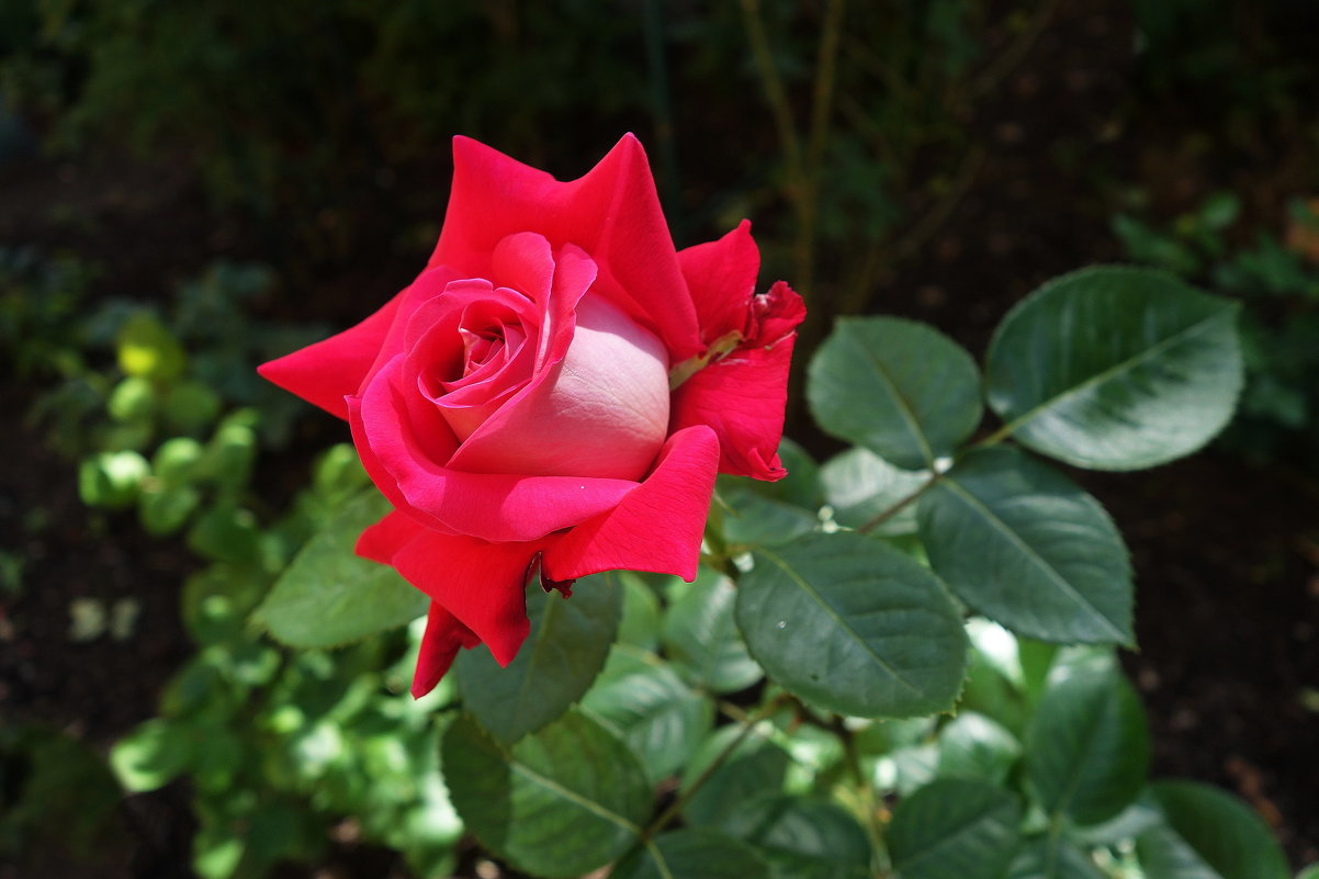 Роза - Маргарита Батырева Роза - Маргарита Батырева