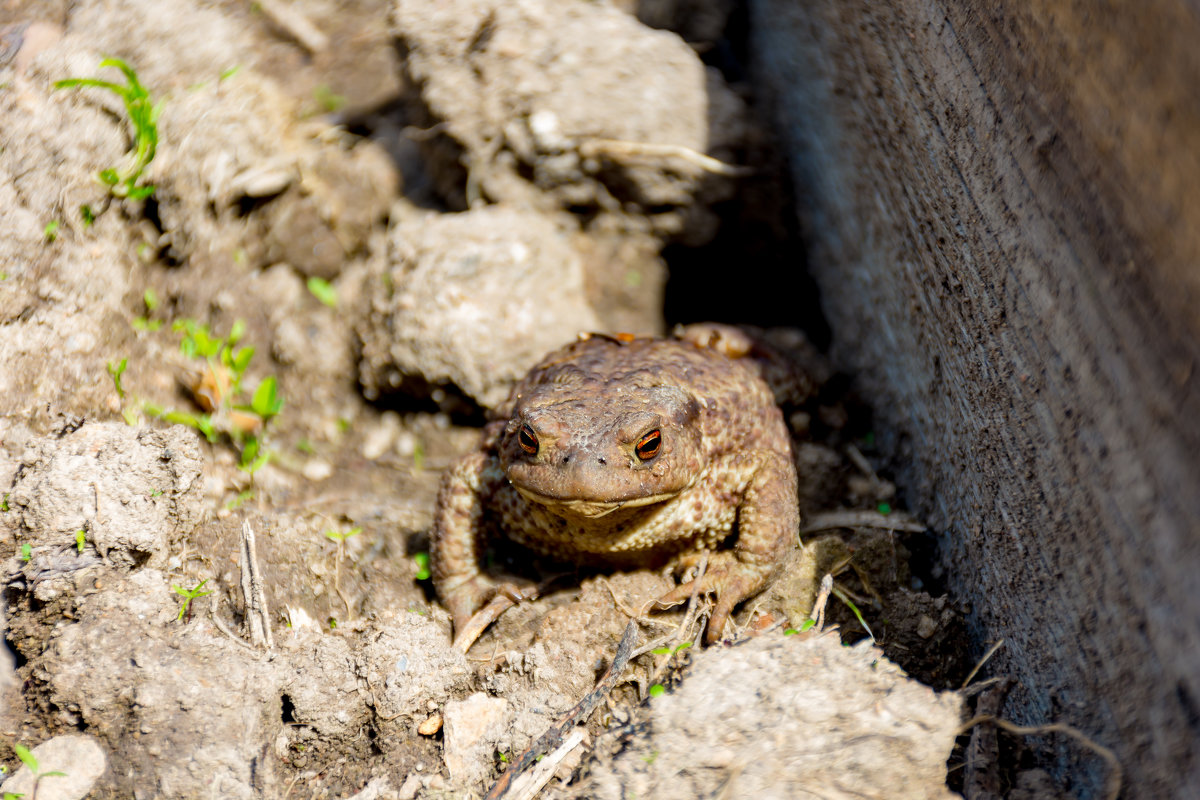 Жаба - Владимир VS