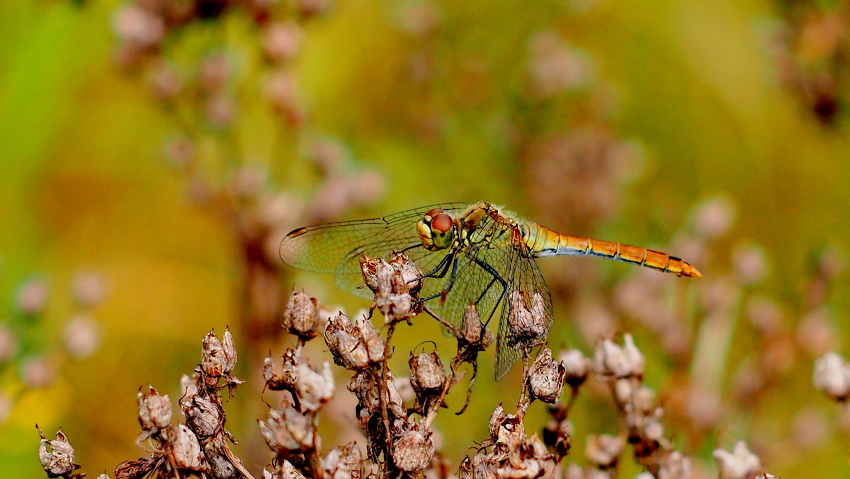 им любая ветка - аэродром...3 - Александр Прокудин
