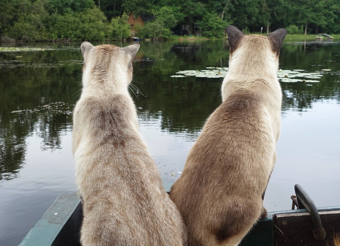 Хозяин, вижу рыбу, готовь снасти! - Lyudmyla Pokryshen Хозяин, вижу рыбу, готовь снасти! - Lyudmyla Pokryshen