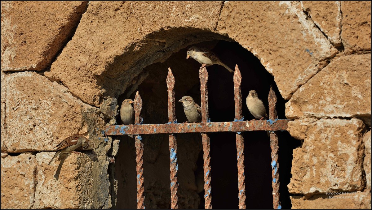 На древних камнях. - Leonid Korenfeld На древних камнях. - Leonid Korenfeld
