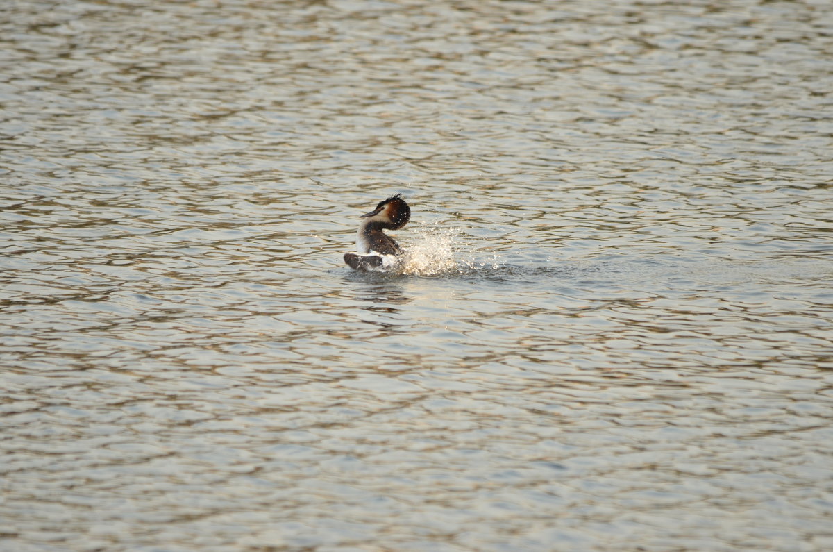 Чомга - Ольга Прикуль