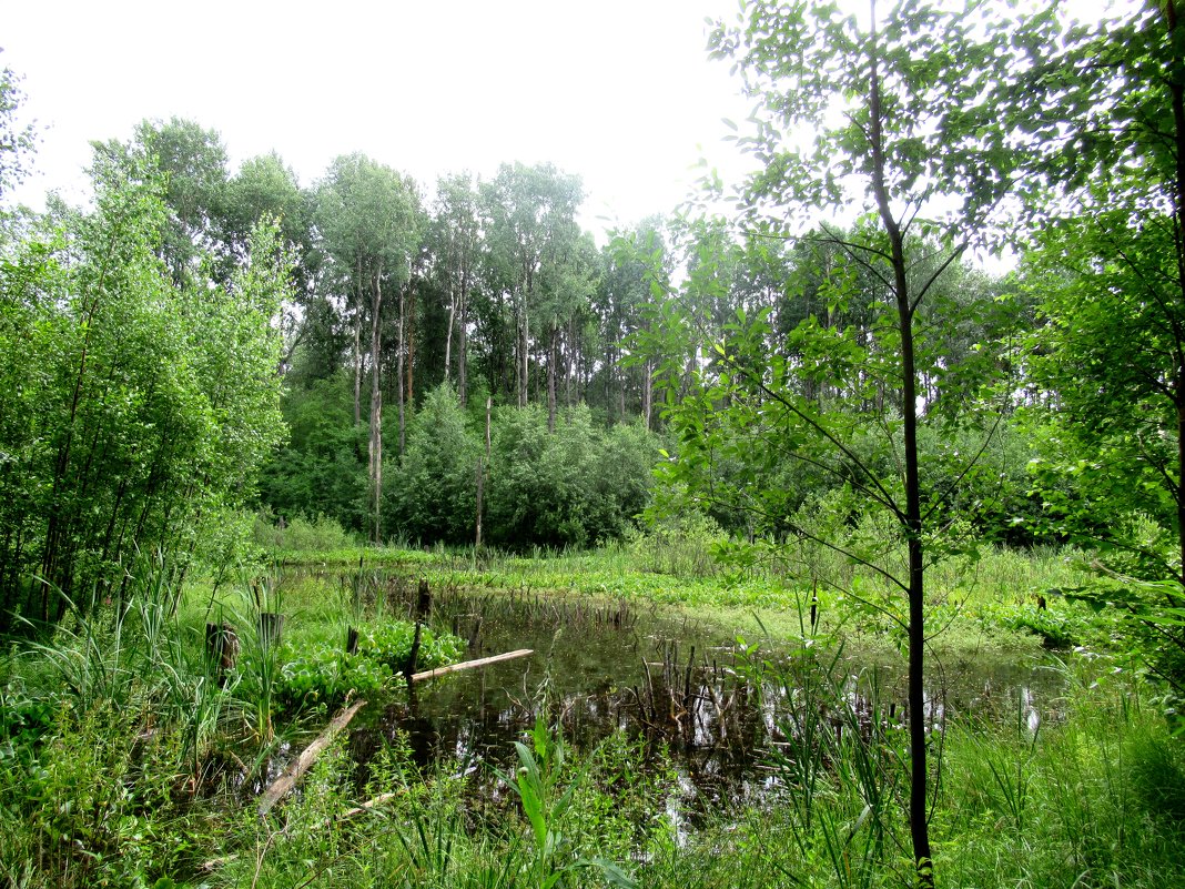 Лесопарк. Июль. Болото - Елена Павлова (Смолова) Лесопарк. Июль. Болото - Елена Павлова (Смолова)