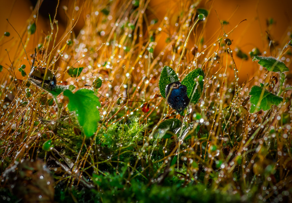 Walk through the rain forest. - Евгений Бубнов