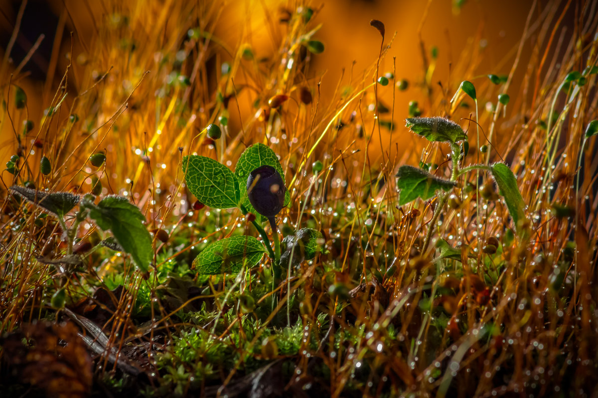 Walk through the rain forest. - Евгений Бубнов Walk through the rain forest. - Евгений Бубнов