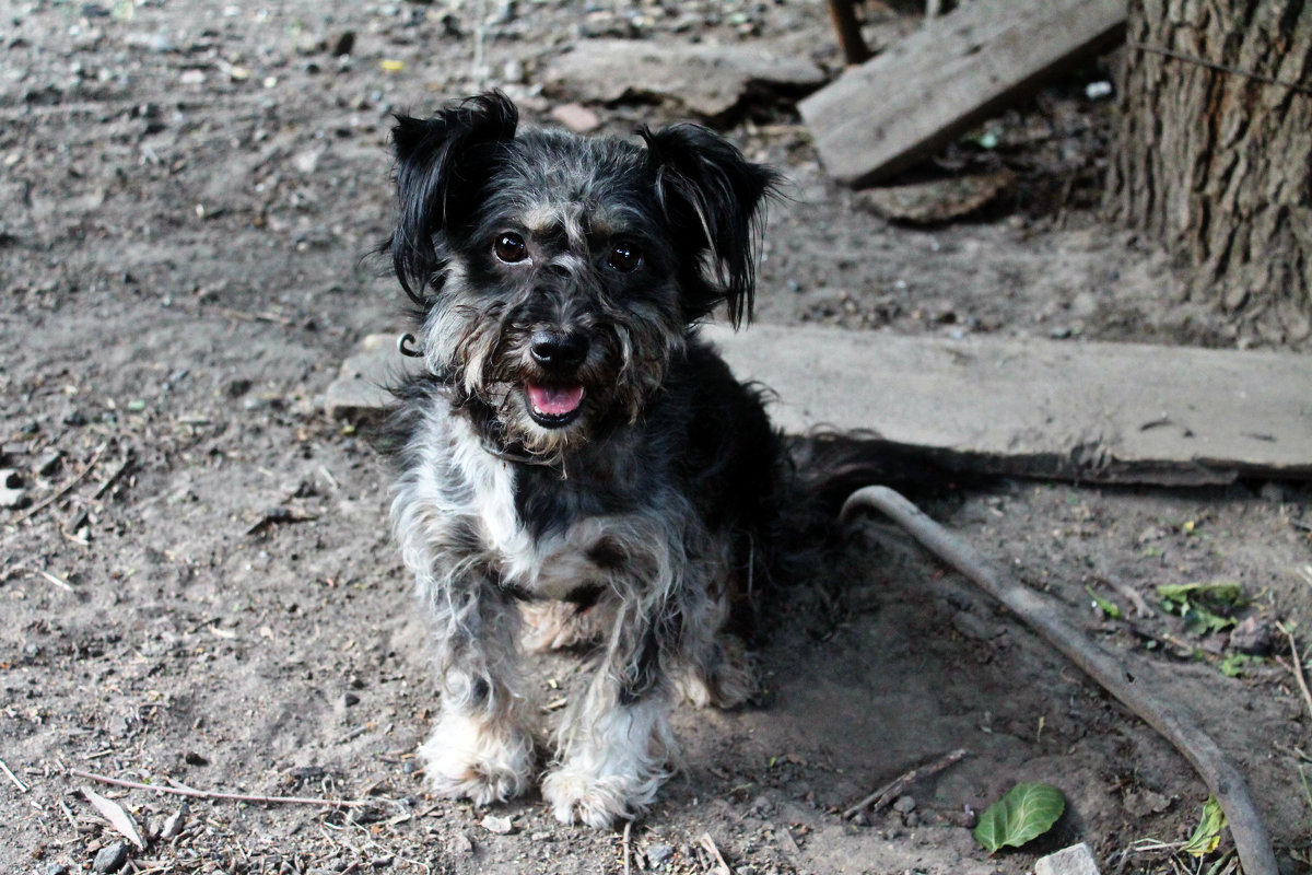 "Шарик" - Татьяна Королёва