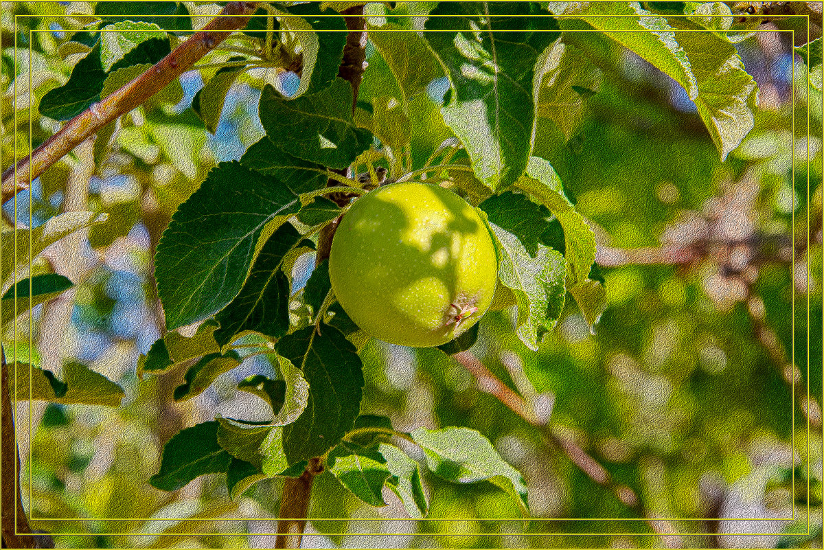 Яблоко - Анатолий Чикчирный