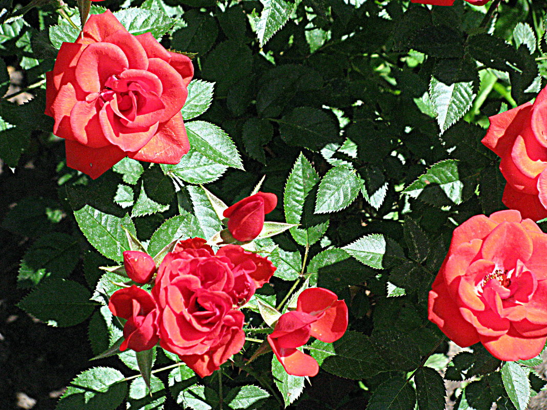 Краски лета. - Владимир Драгунский Краски лета. - Владимир Драгунский