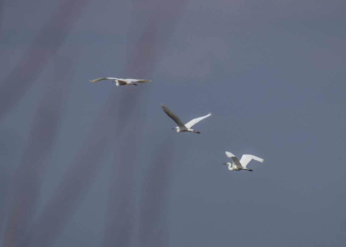 трио - оксана 