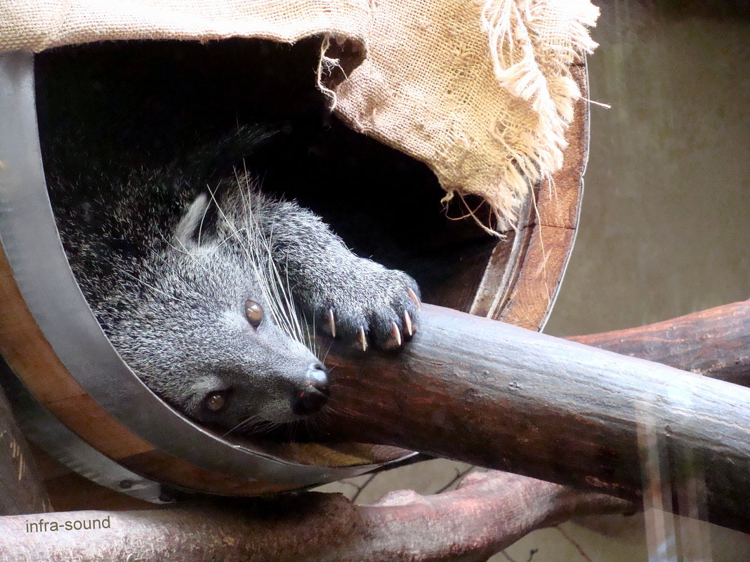 Бинтуронг  ( Binturong) - Кошачий Медведь - Lüdmila Bosova (infra-sound)