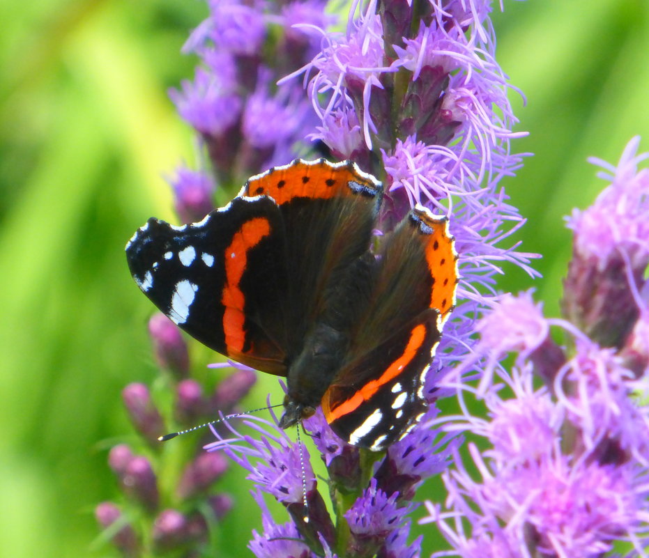 ... - Татьяна Лобанова