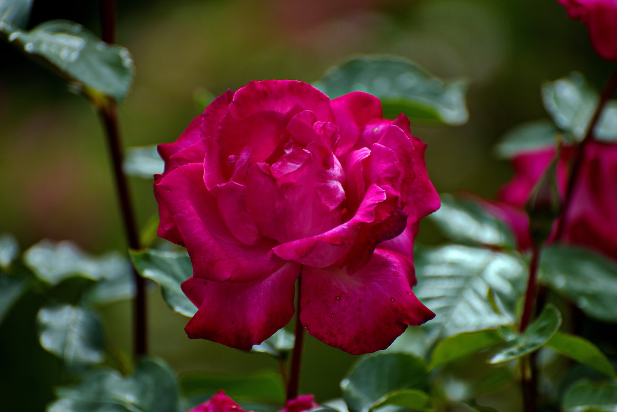 Давай погадаю, всю правду скажу ... - Владимир Икомацких