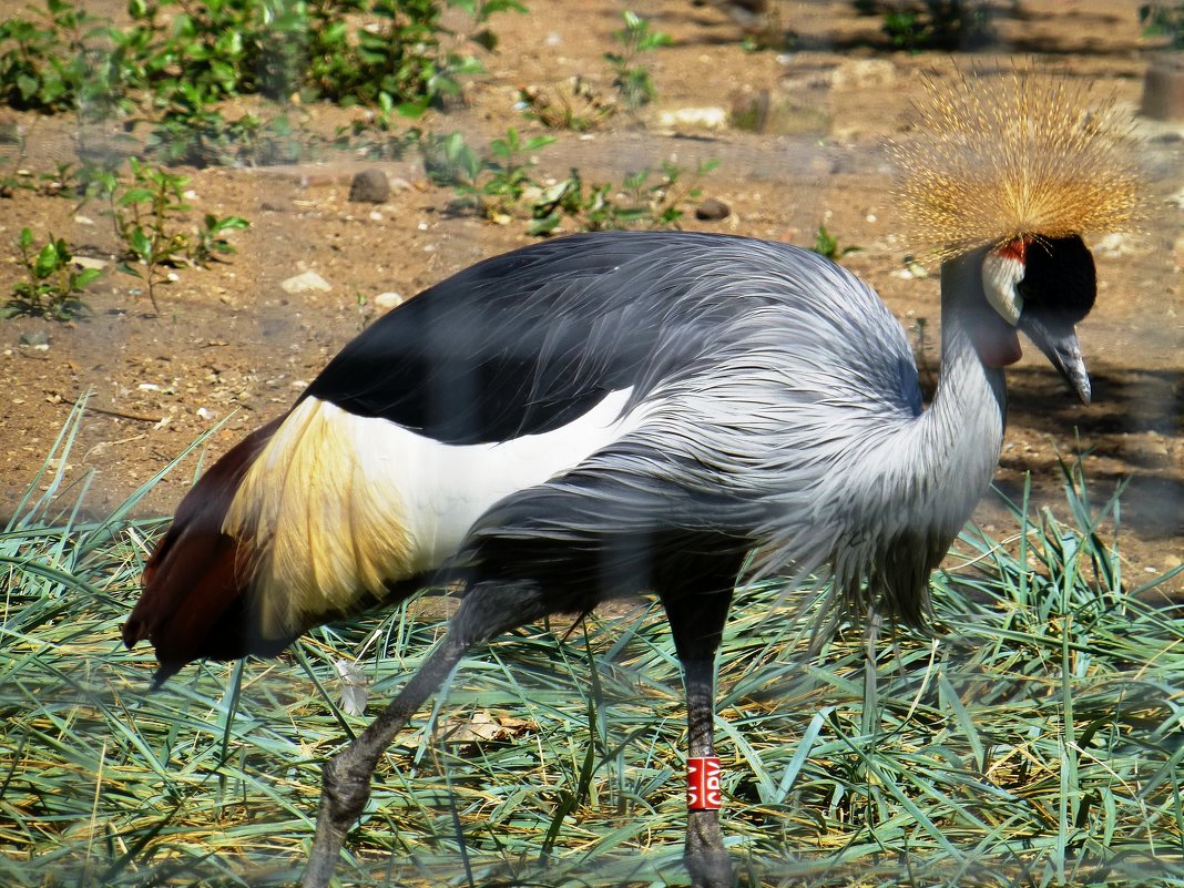 В Московском зоопарке - Лидия Бусурина В Московском зоопарке - Лидия Бусурина
