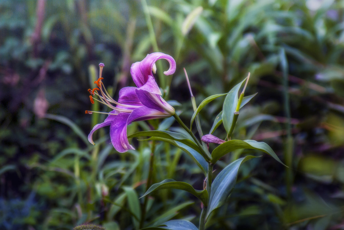 *** - Владимир Кроливец *** - Владимир Кроливец