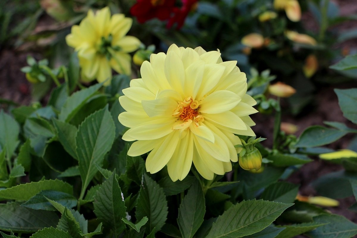 Георгина сорт "Весёлые ребята" - Надежд@ Шавенкова