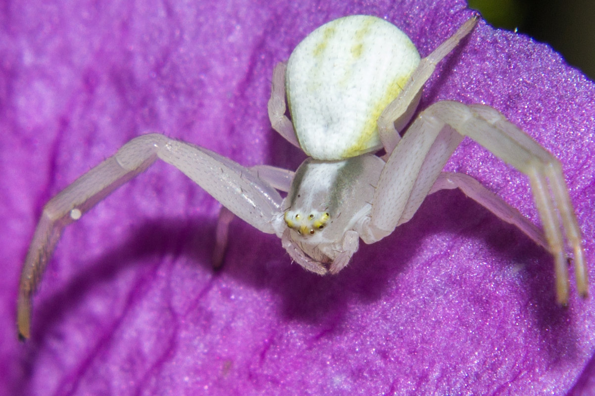 Мизумена косолапая (Misumena vatia) IMG_0682 - Олег Петрушин