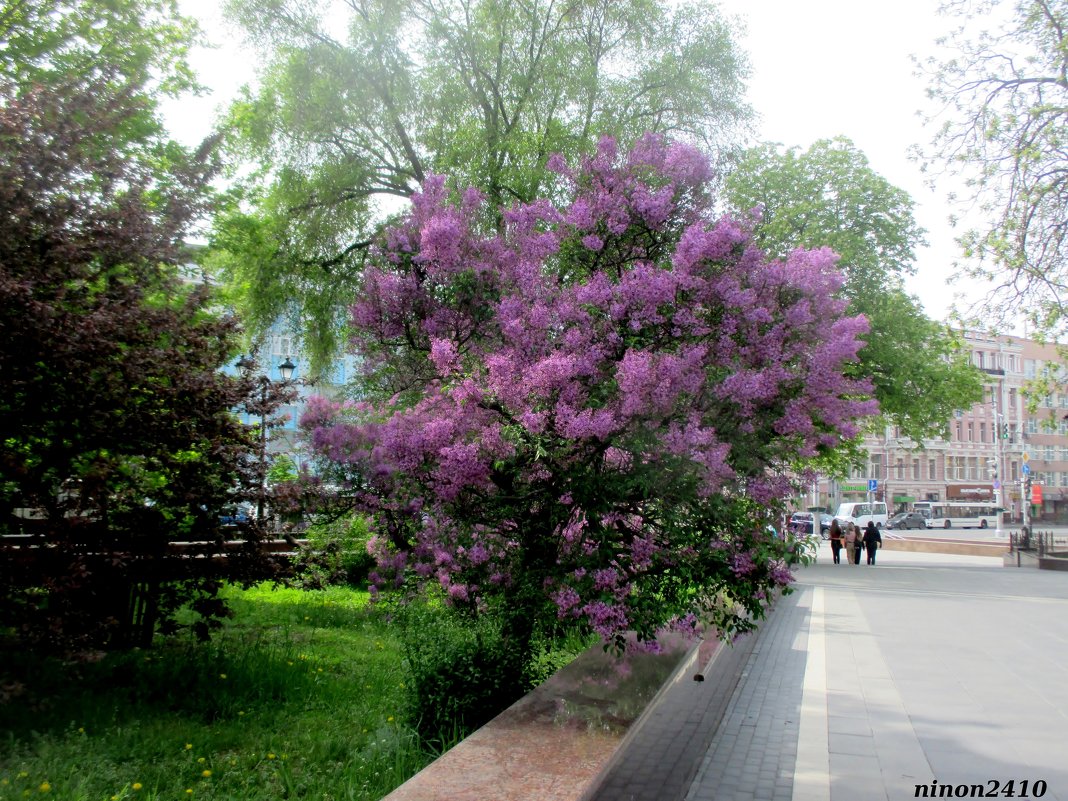 Ростовская весна - Нина Бутко Ростовская весна - Нина Бутко