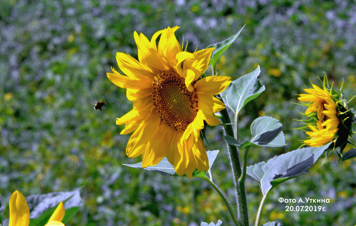 *********** - Анатолий Уткин