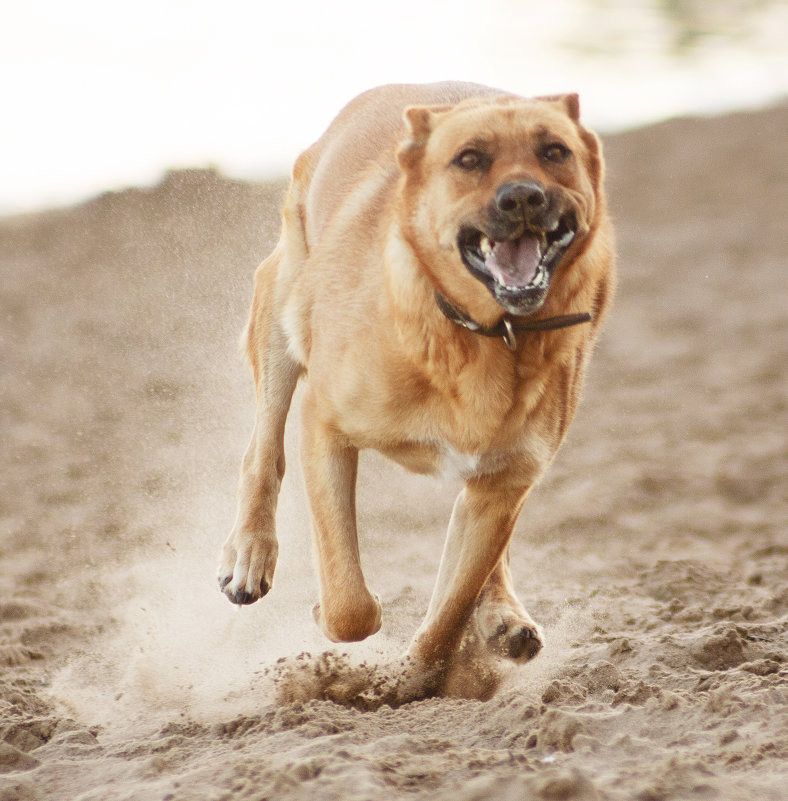 Милка - Елена Логачева