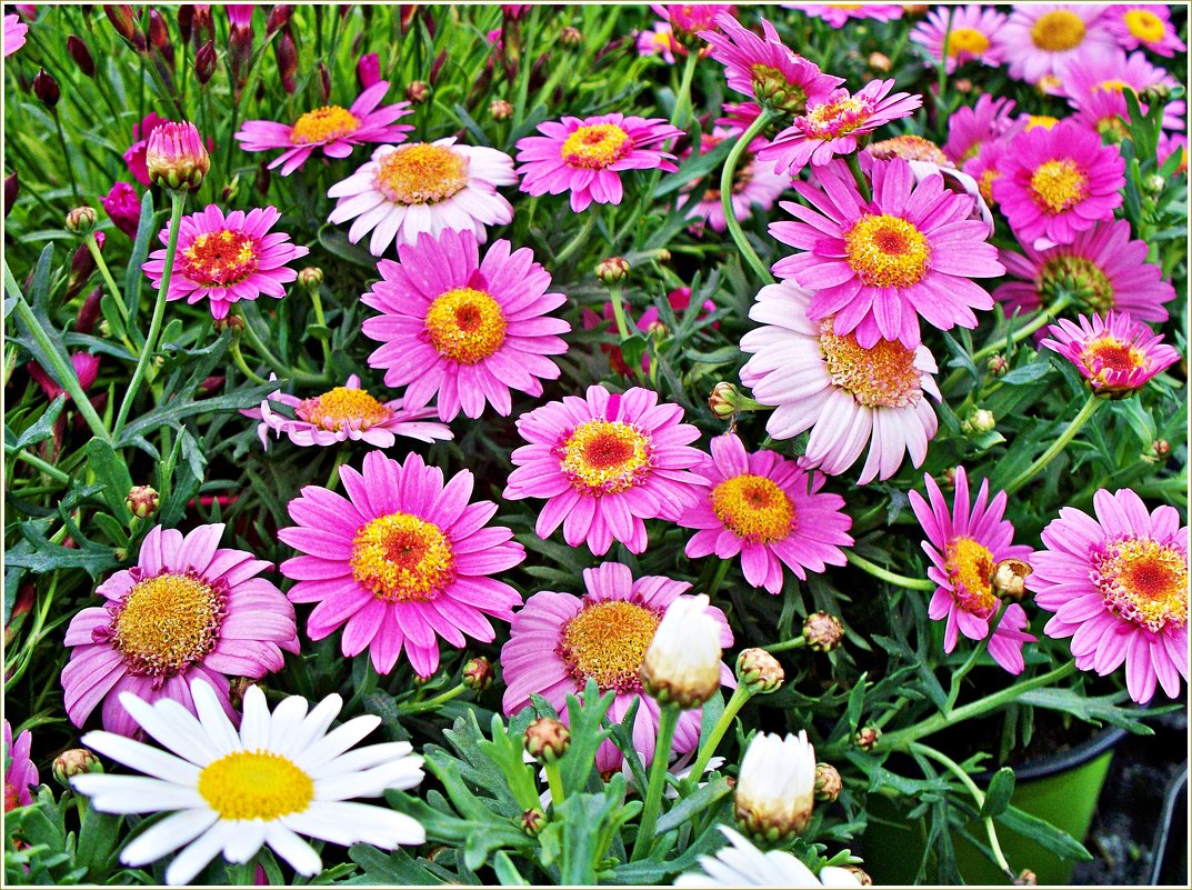 **** - Валерия Комова **** - Валерия Комова