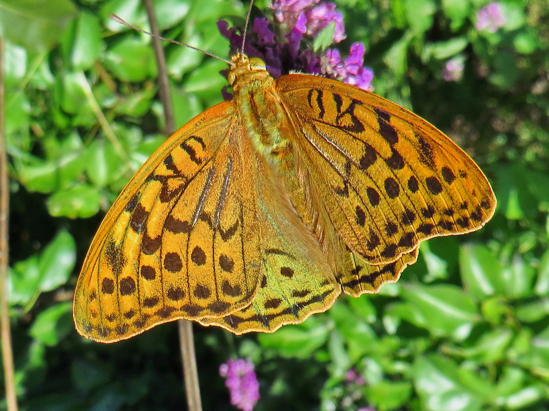 Перламутровка пандора (лат. Argynnis pandora) - vodonos241 