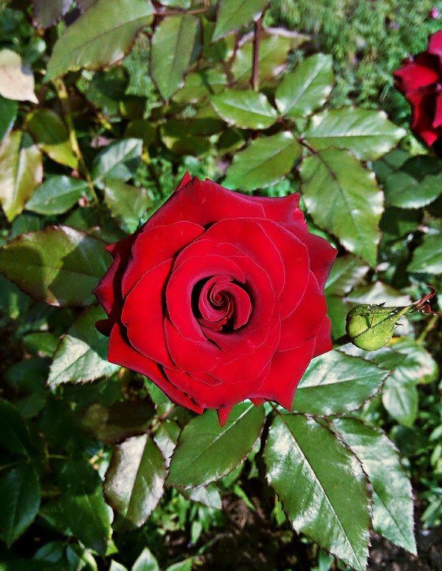 Королевская роза - Владимир Бровко