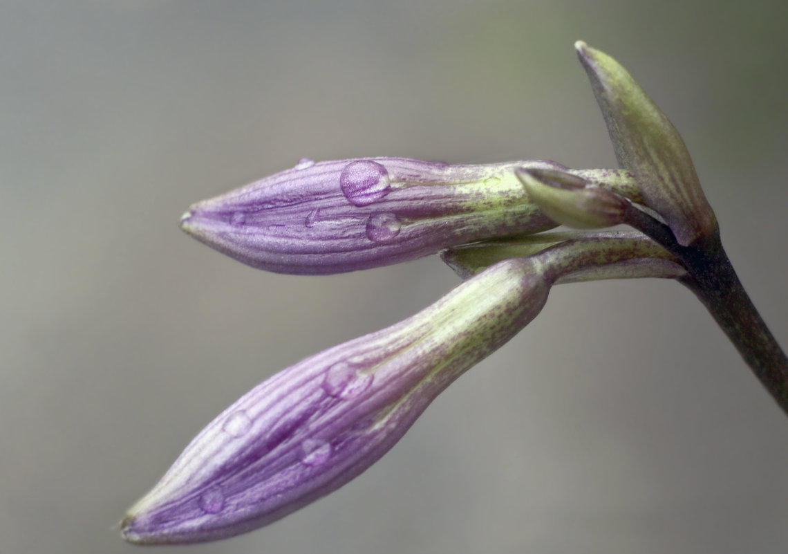 Утренняя побудка - Тата Казакова Утренняя побудка - Тата Казакова