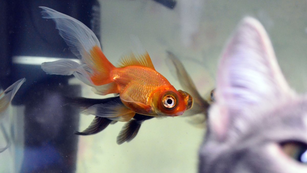 *** - Tim Andrews *** - Tim Andrews