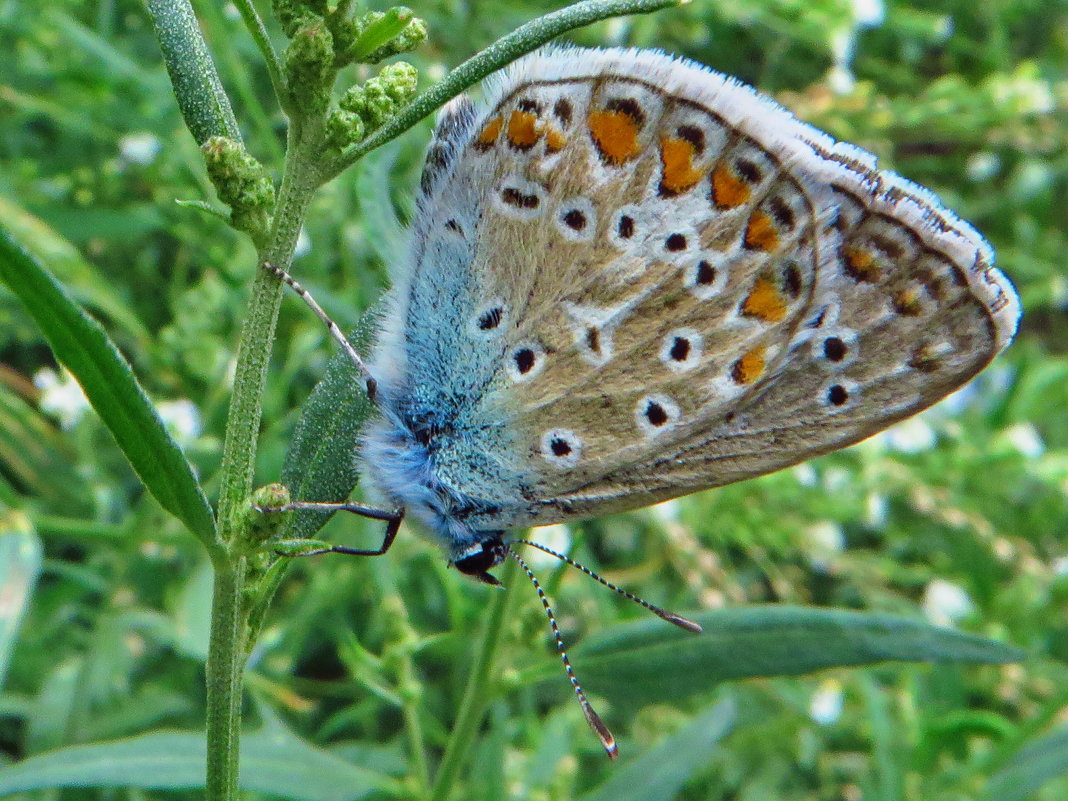 "Polyommatus icarus (Rottemburg, 1775) — Голубянка икар" Самец - vodonos241 