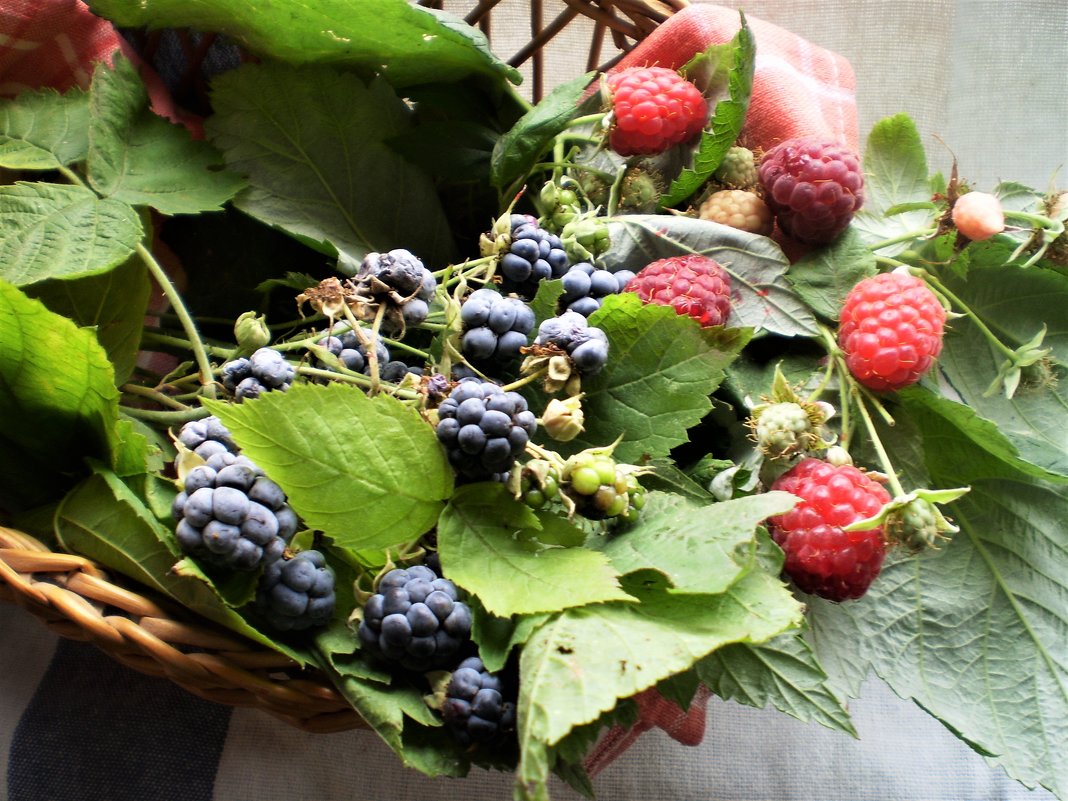 Малиновое. - Венера Чуйкова