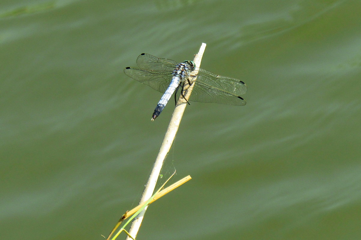 ЛИМАНЫ ПРИАЗОВЬЯ. - IVANA ЛИМАНЫ ПРИАЗОВЬЯ. - IVANA