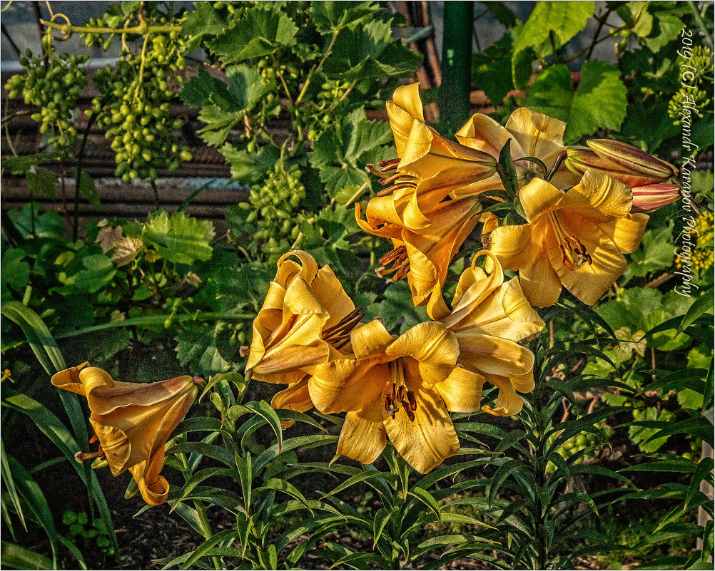 Лилии цветут..... - александр мак mak Лилии цветут..... - александр мак mak
