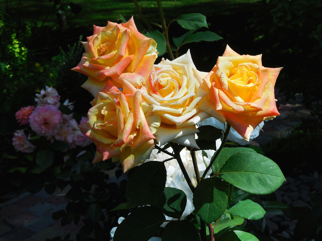 Роза - Александр Борисович