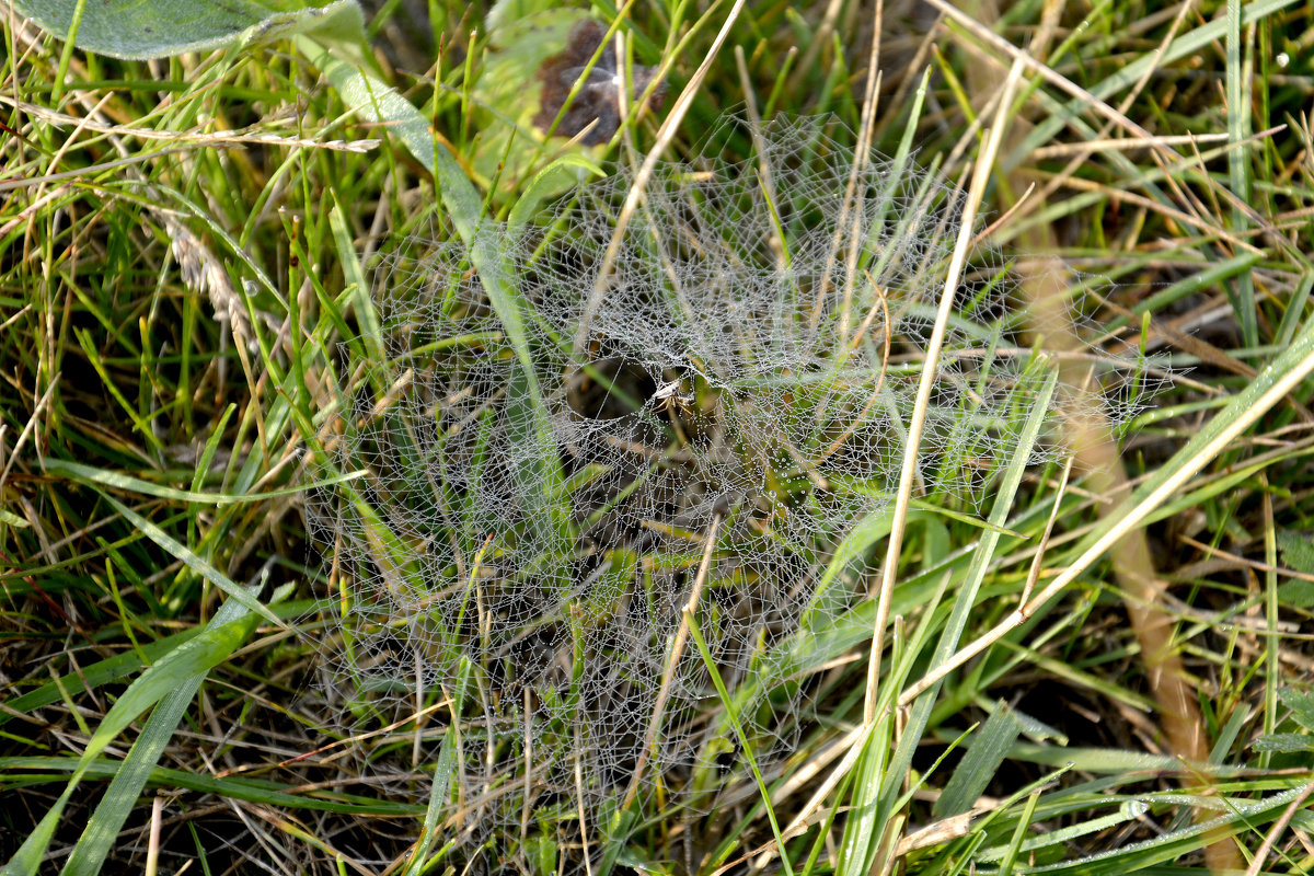 Паутинка с утренней росой... - Дмитрий Петренко Паутинка с утренней росой... - Дмитрий Петренко