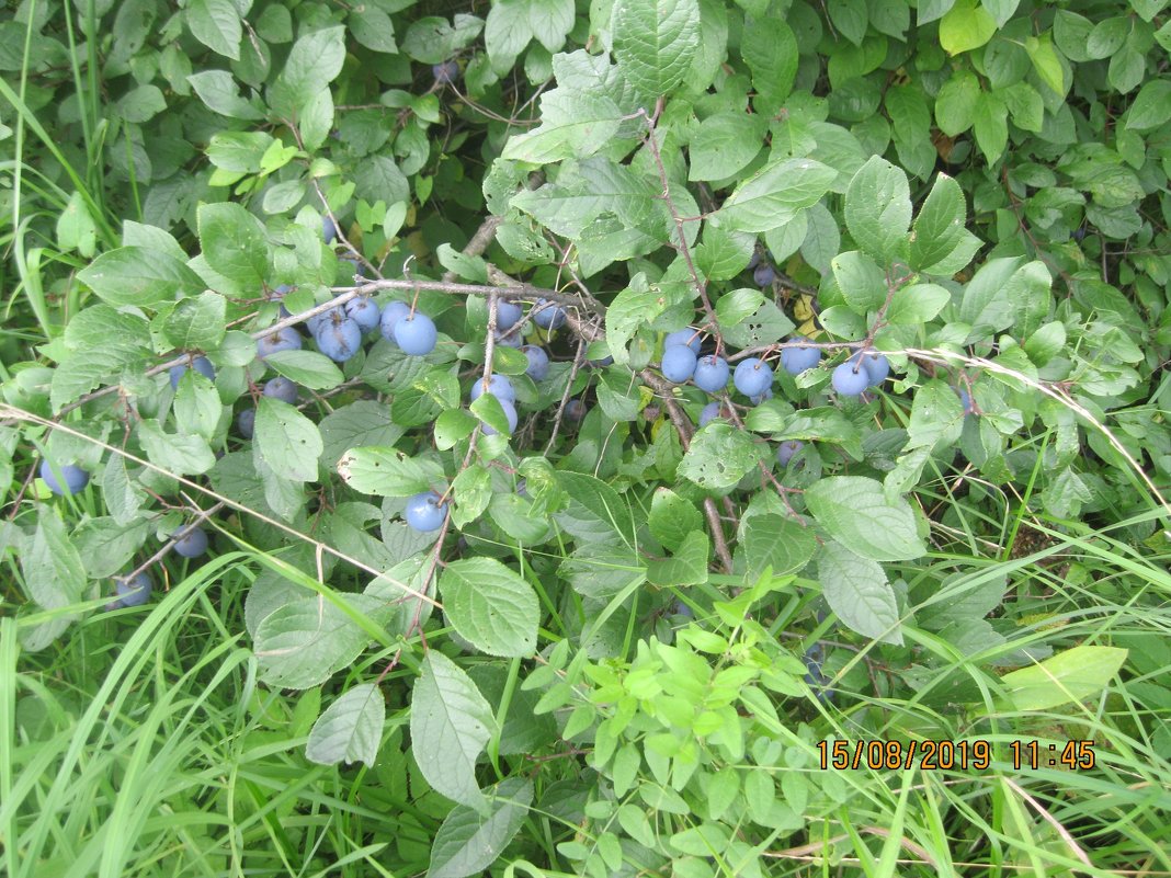 Слива - Maikl Smit