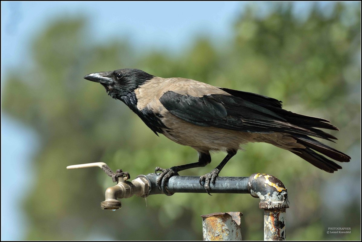Жара. - Leonid Korenfeld Жара. - Leonid Korenfeld