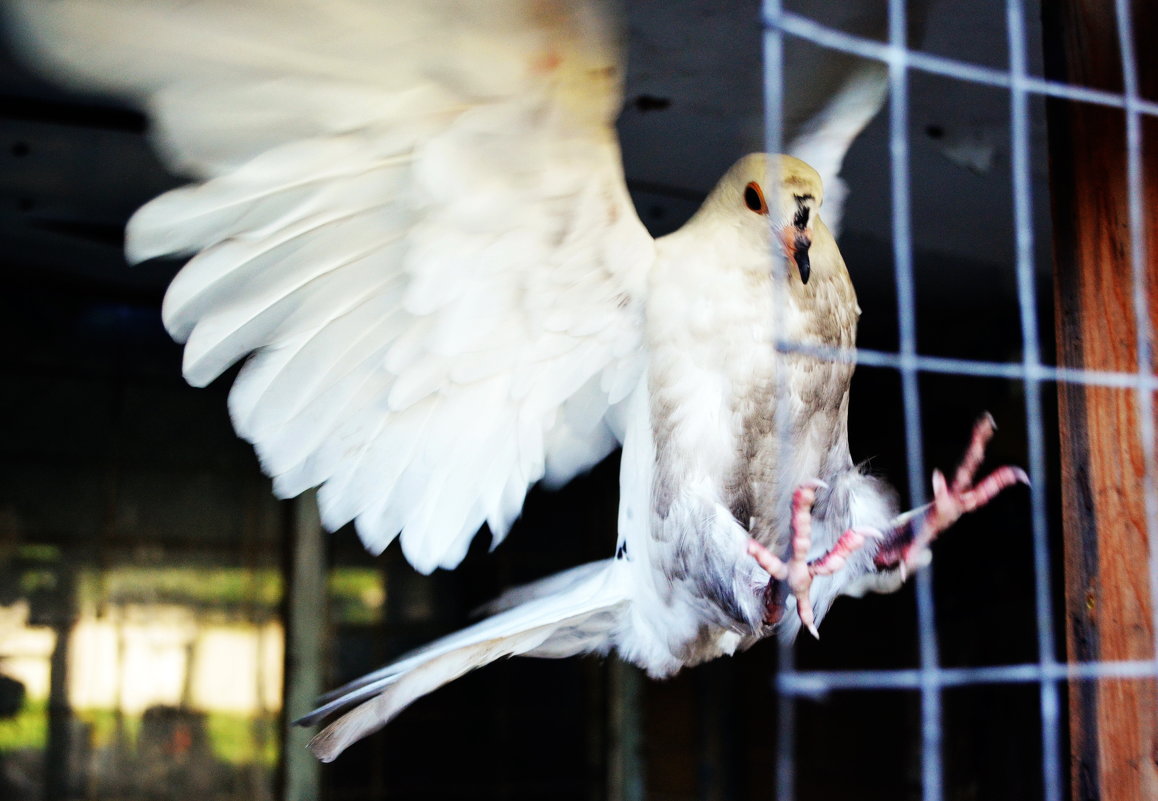 На волю - Ростислав 