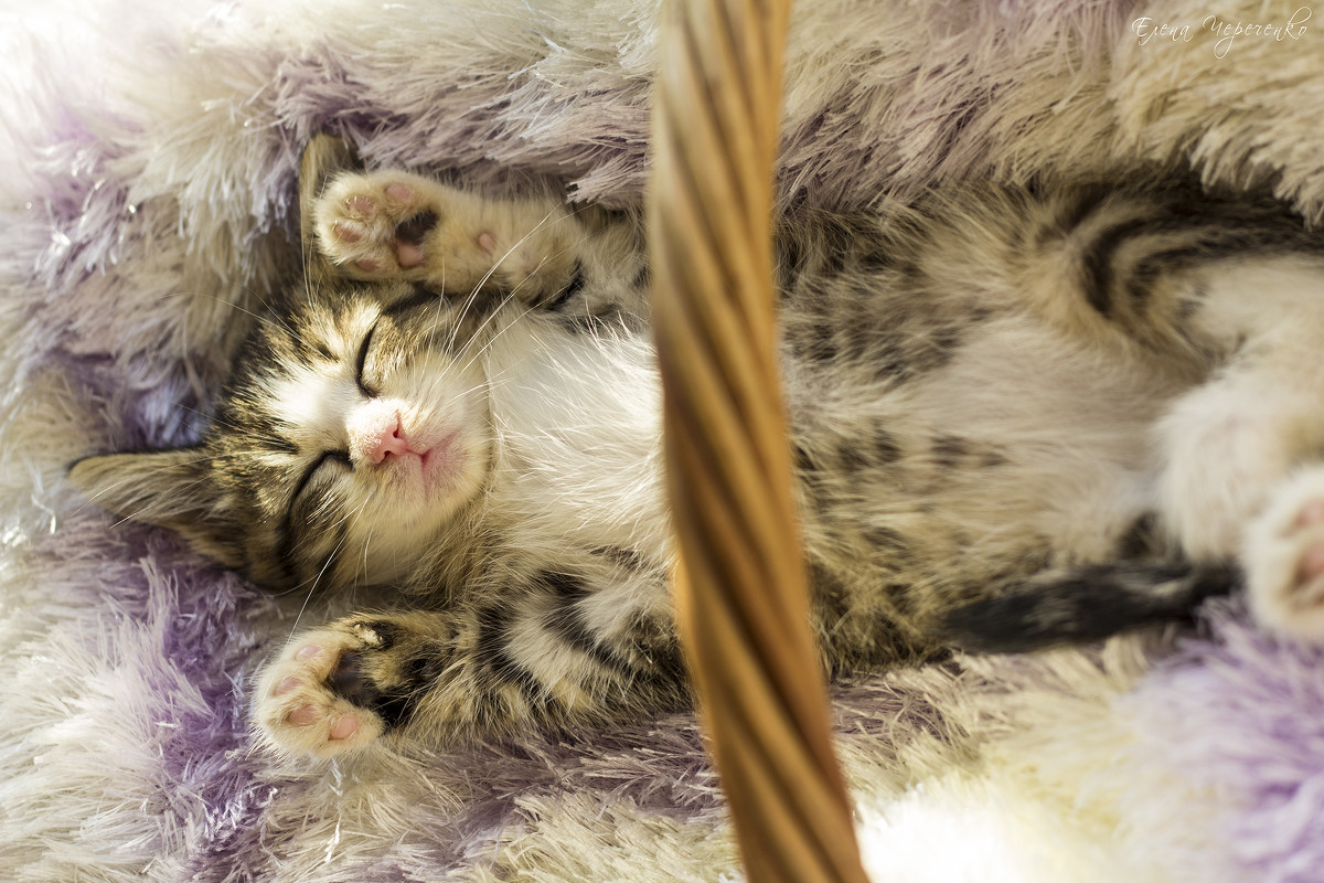 Лапочка - Елена Череченко Лапочка - Елена Череченко