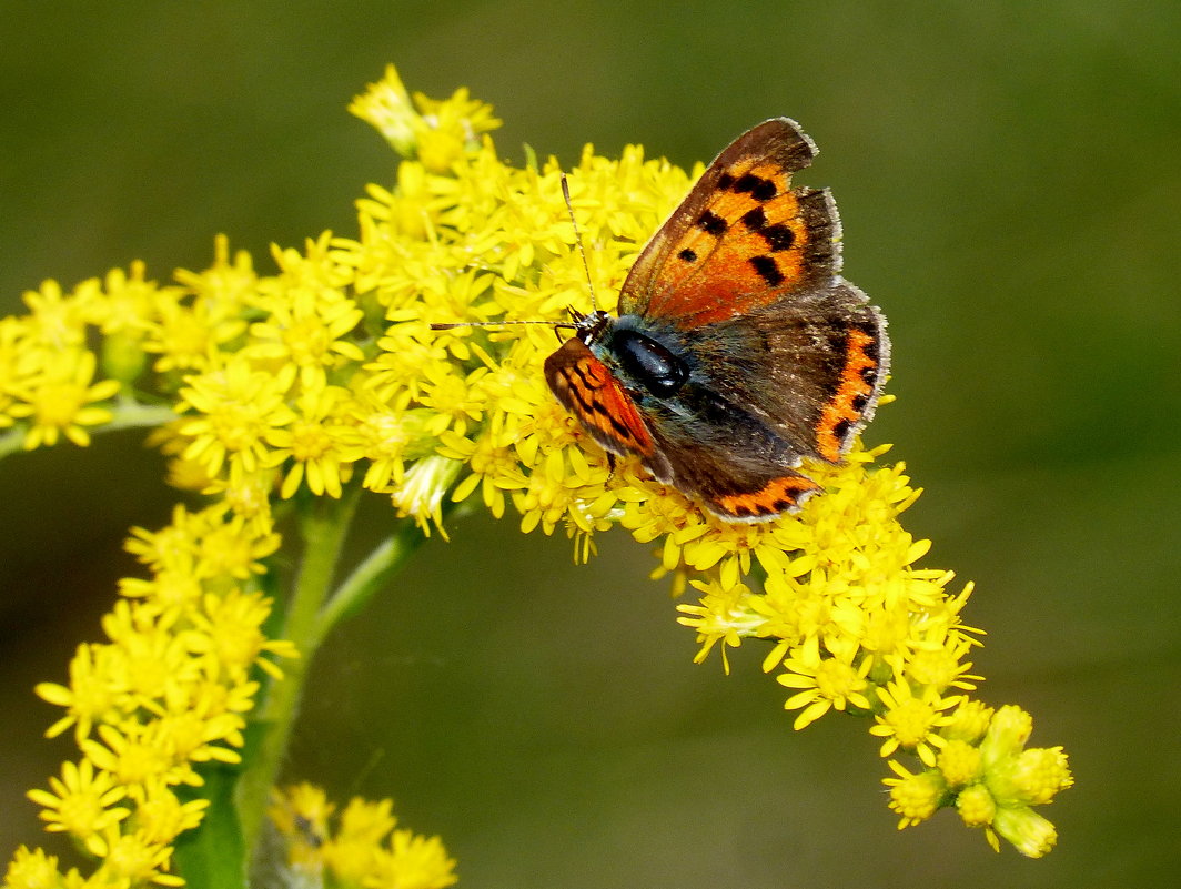 Червонец непарный Lycaena dispar (Haworth, 1803) 4 - Александр Прокудин