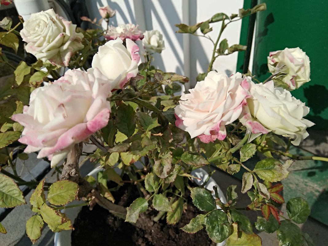 = - Татьяна Котельникова