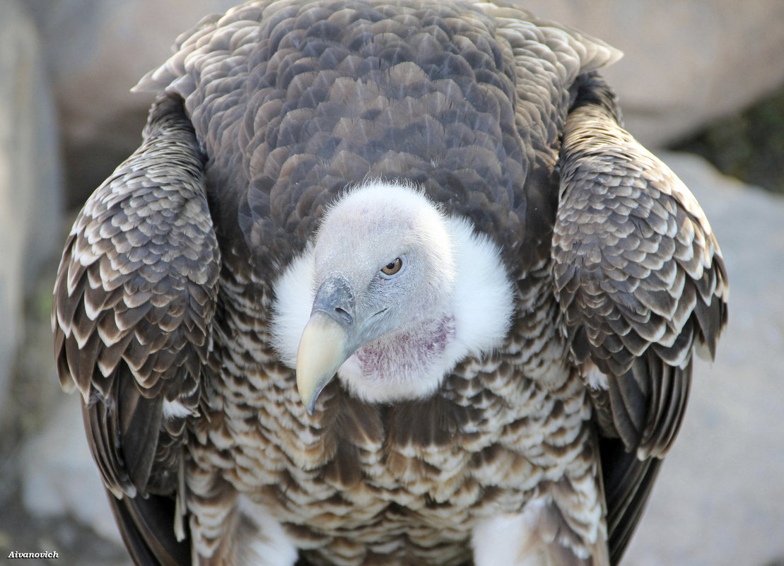 Суровый взгляд - Андрей Иванович (Aivanovich-2009) Суровый взгляд - Андрей Иванович (Aivanovich-2009)